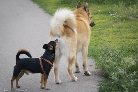 Sniffing Toby
