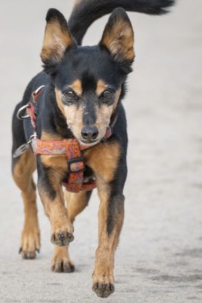 Toby the Alpha