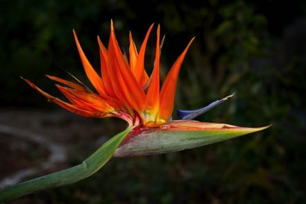 Bird of Paradise