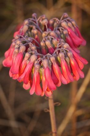 Red Flower