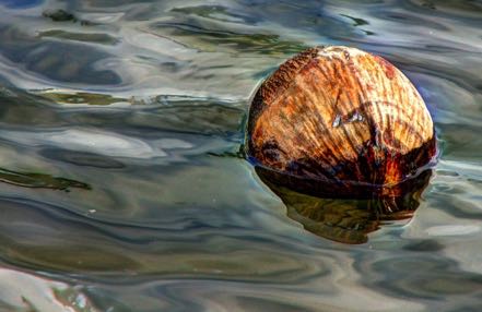 Floating Coconut