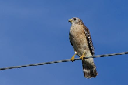 Bird on a Wire