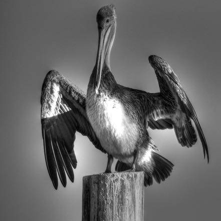 Pelican