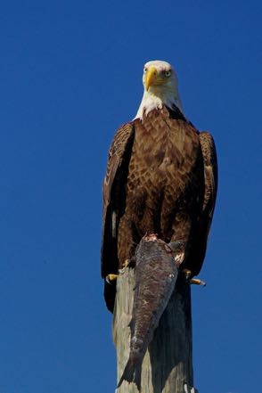 Eagle