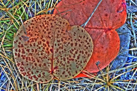 Seagrape Leaves