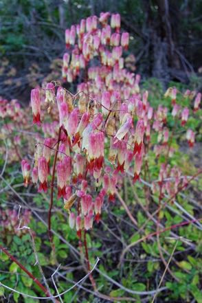 Pink Flowers