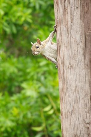 Squirrel