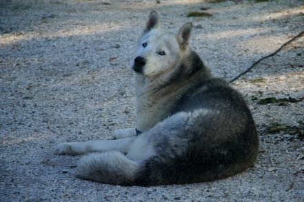 Island Pup