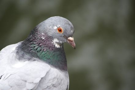 Chicago Pigeon