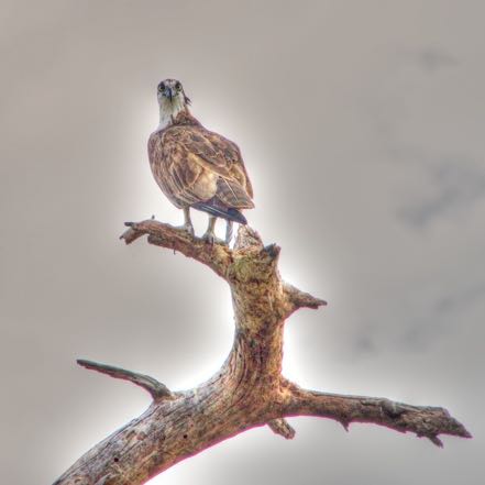 Staring Osprey