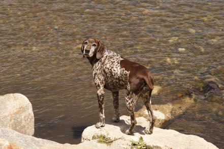 Fishing Pup