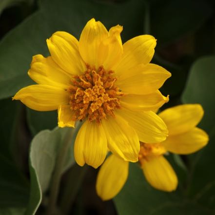 Arrowleaf Arnica #1