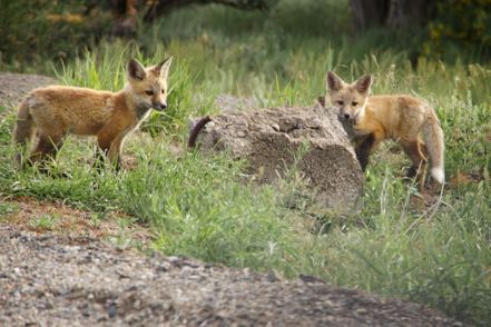 Foxes