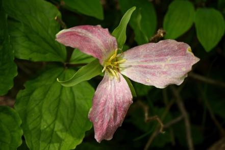 Trillium