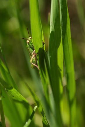 Grasshopper