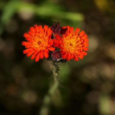 Orange Hawkweed