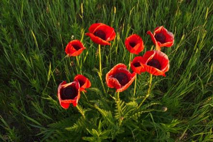 Poppies