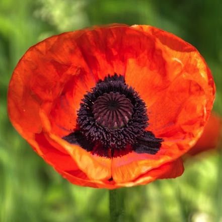 Poppy