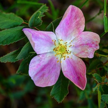 Wild Rose