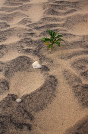 Beach Weed