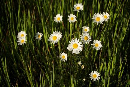 Daisies