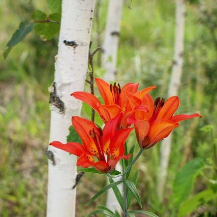 Day Lillies