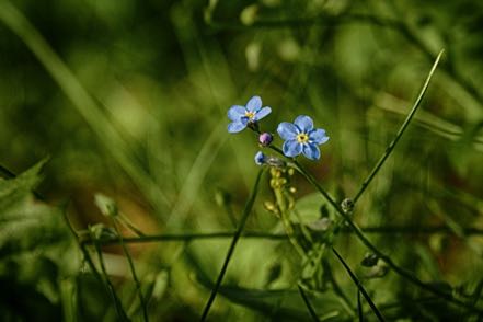 Forget-Me-Nots