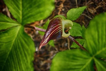 Jack In The Pulpit