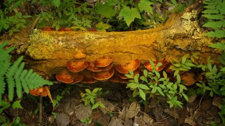 Red Fungi