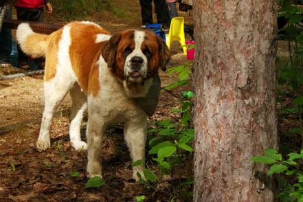 Saint Bernard