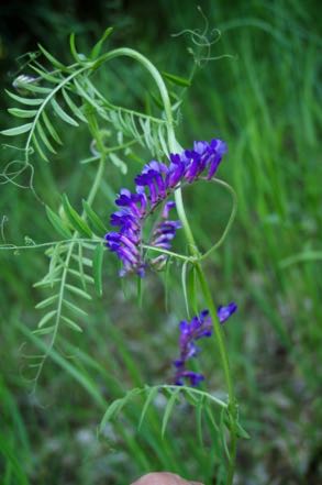 Vetch