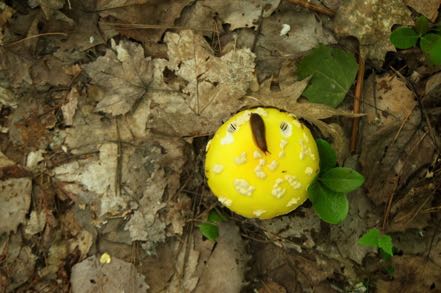 Yellow Fungi