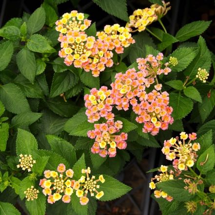 Butterfly Plant