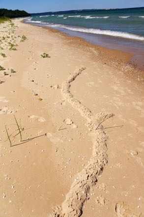 Beach Mole