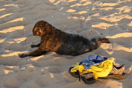 Beach Pup