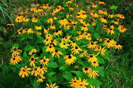 Black-Eyed Susans