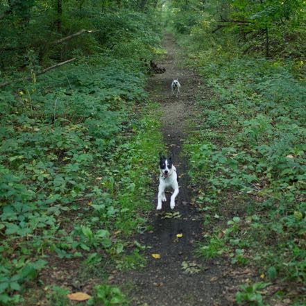 Forest Pups