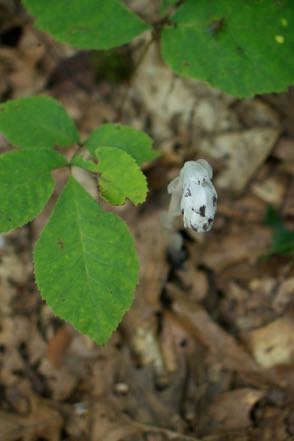 Indian Pipe