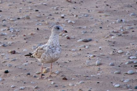 Beachcomber