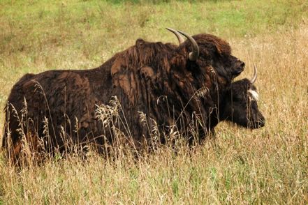 Yak