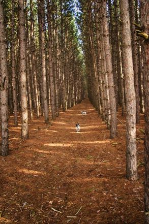 Pups in the Pines