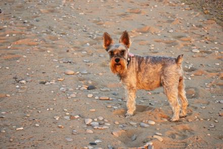 Beach Mitzy