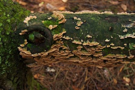 Green Fungi