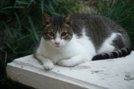 Vacation Cat