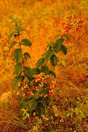 Morning Berries