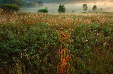 Morning Fog