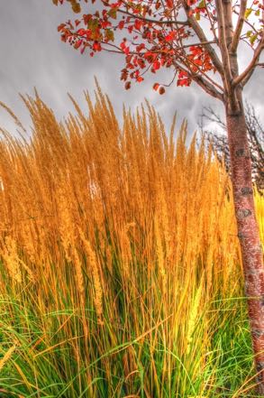 Morning Grasses