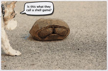 The Shell Game