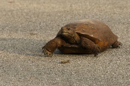 Tortoise Gopher