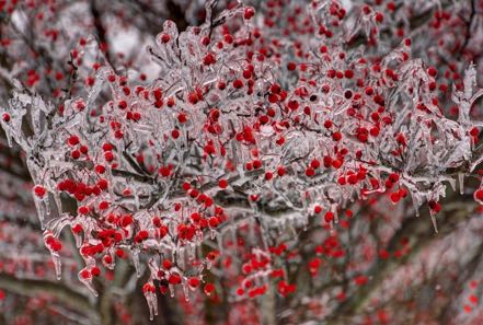 Frozen Berries